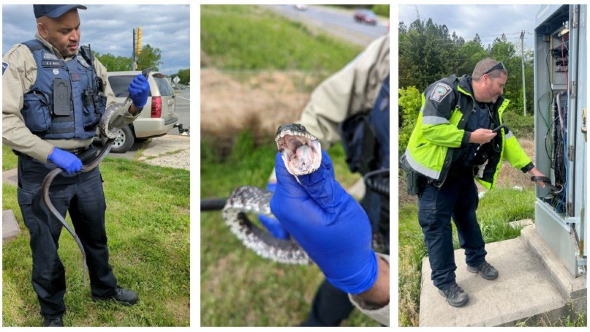 Snake Flips Switch, Stops Traffic at Virginia Intersection