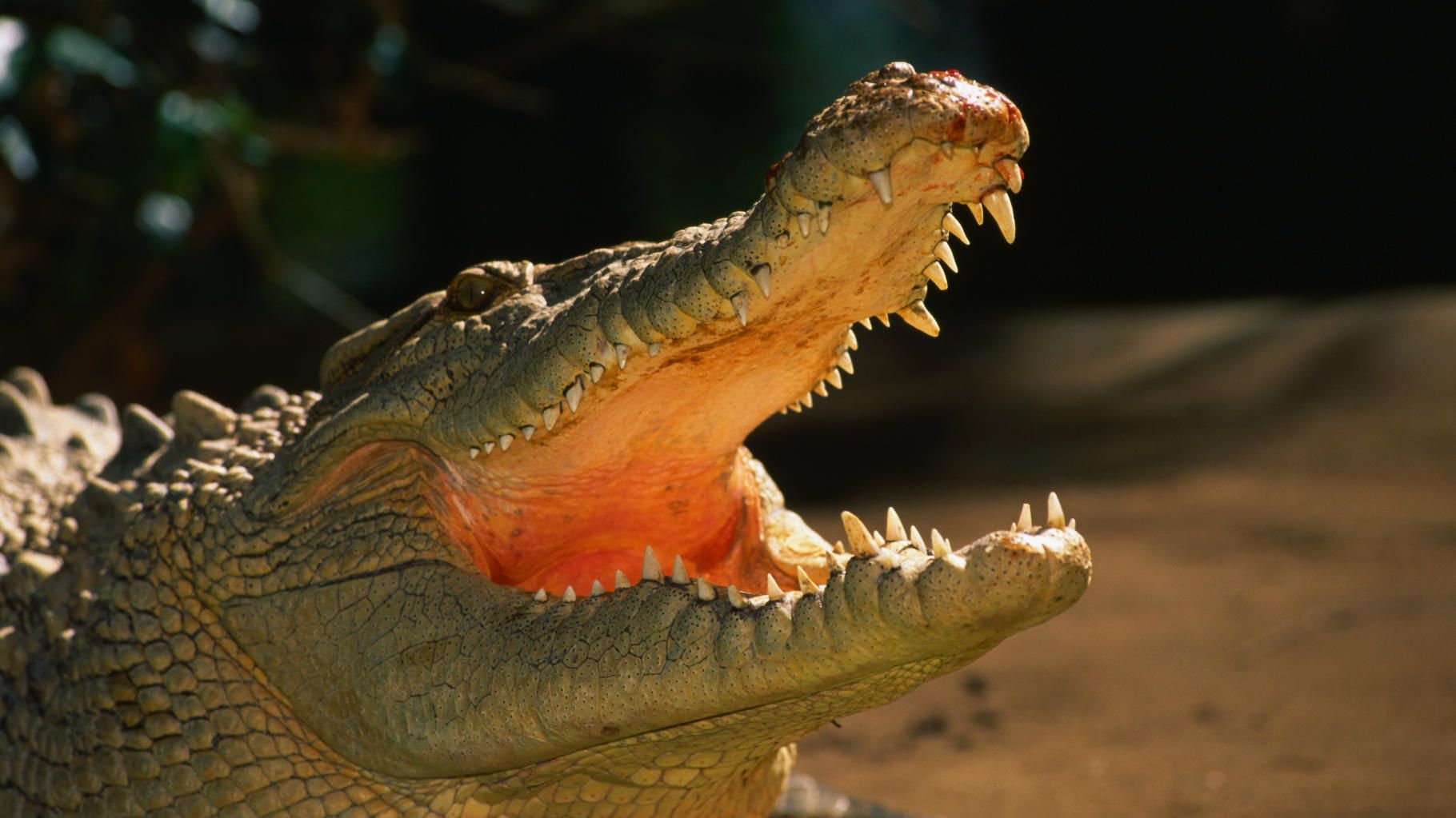 Les restes d’un homme disparu lors d’une partie de pêche retrouvés dans deux crocodiles