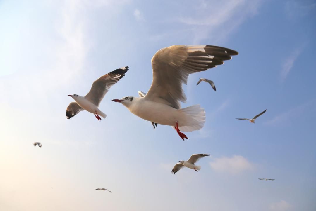 Zoo Decides to Hire 'Human Seagull Deterrents'