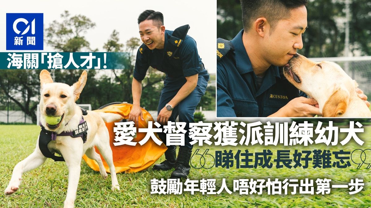 海關招聘｜愛犬督察派駐搜查犬課 訓練培育幼犬 鼓勵青年人加入