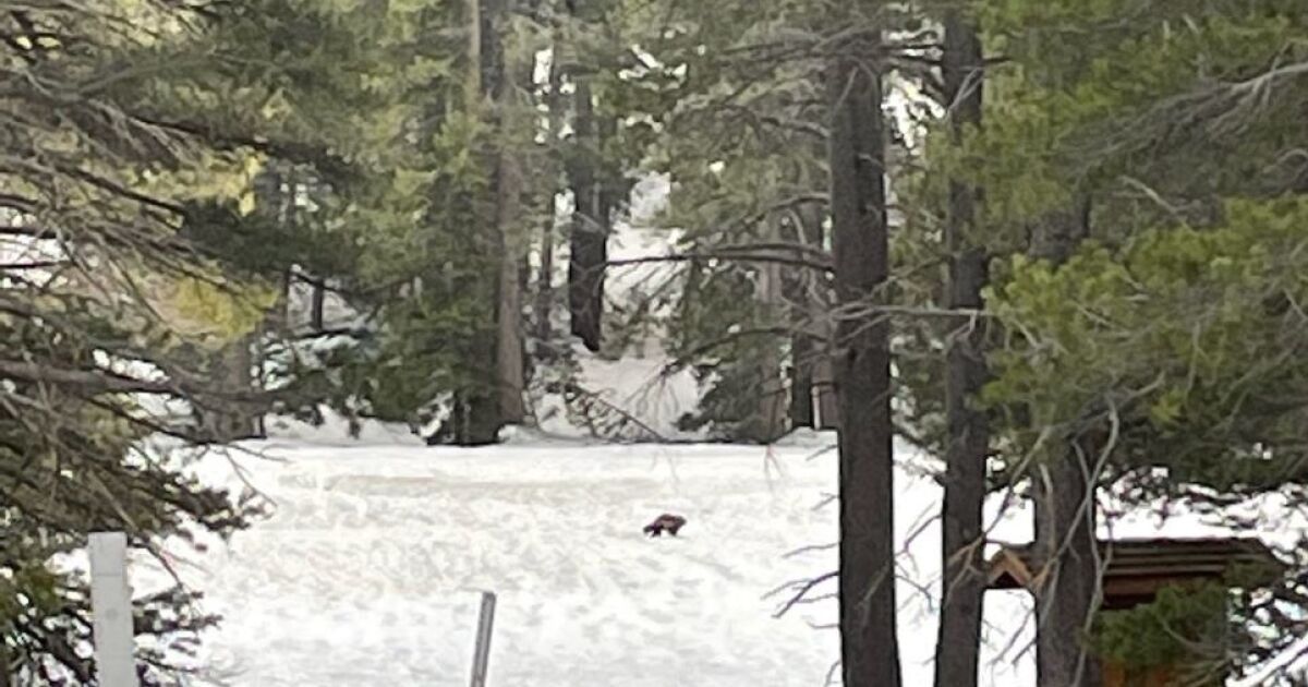 Rare wolverine spotted in California, second confirmed specimen in a century