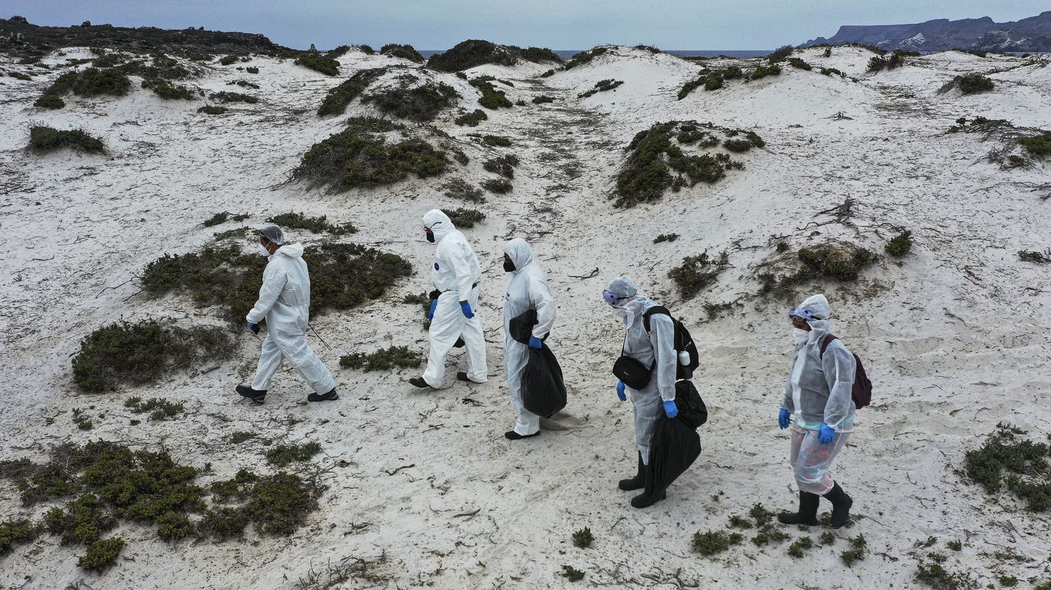 Chili : mystérieuse hécatombe d'oiseaux marins sur les plages