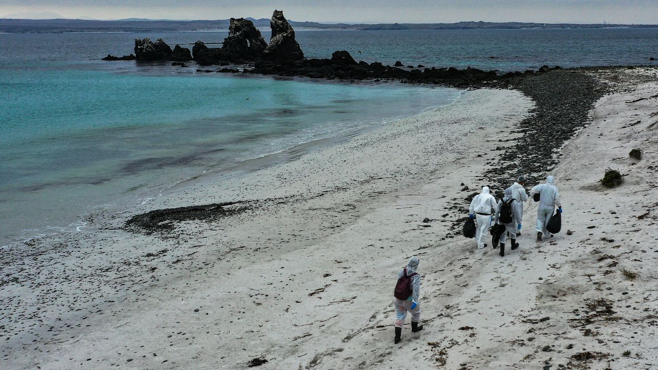 Chili : des milliers d'oiseaux retrouvés morts sur les plages, la cause toujours inconnue