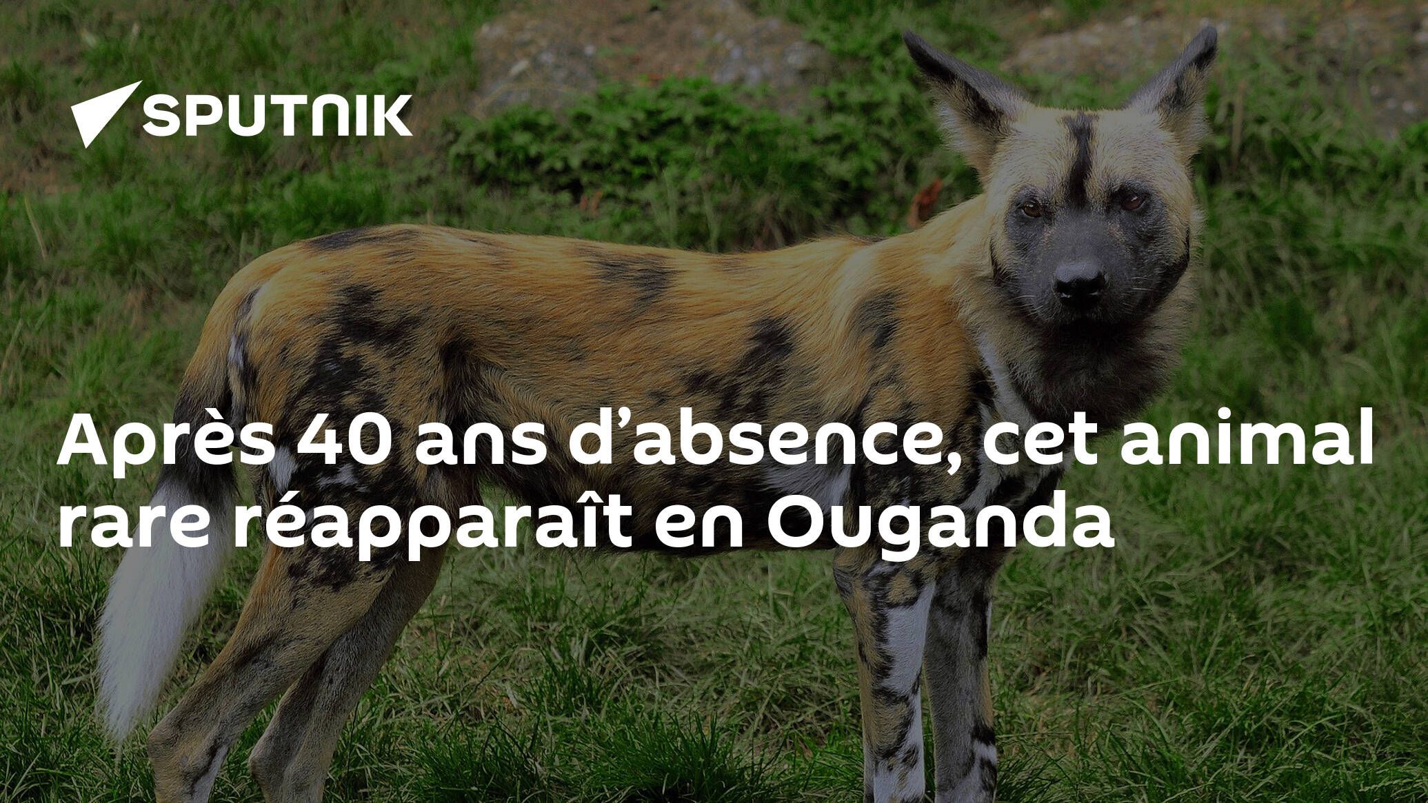 Après 40 ans d’absence, cet animal rare réapparaît en Ouganda