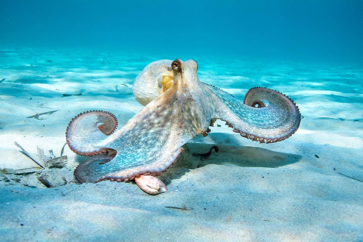 Is it ethical to eat octopuses? An acclaimed octopus expert and marine biologist weighs in