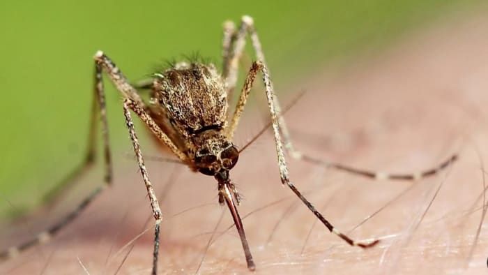 Michigan health officials confirm state’s first EEE-positive mosquitos this year