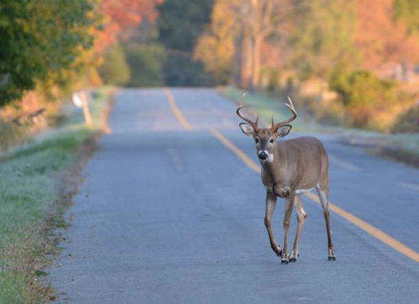 Officials: Second ‘zombie deer’ of 2023 found in Oklahoma