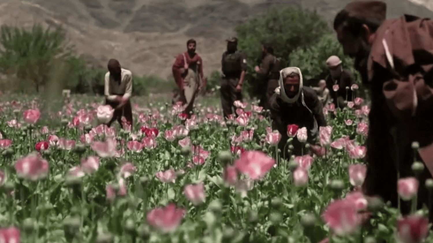 Afghanistan : les talibans en guerre contre l’opium