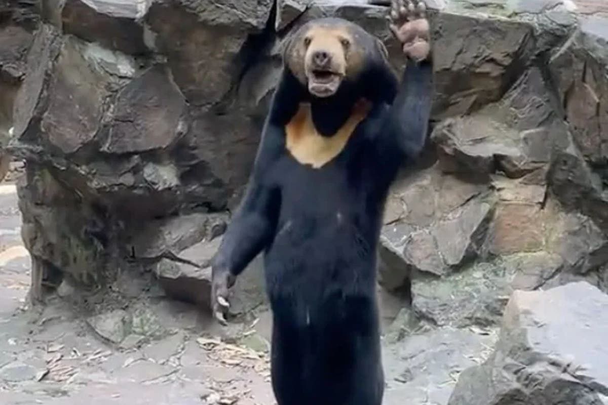 Chinese sun bear waves in new footage as expert says animals aren’t humans in costumes