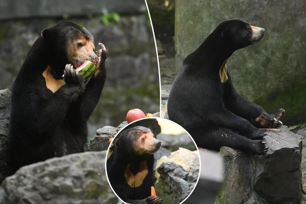 'Human bear' seen snacking at Chinese zoo as critics doubt she's real