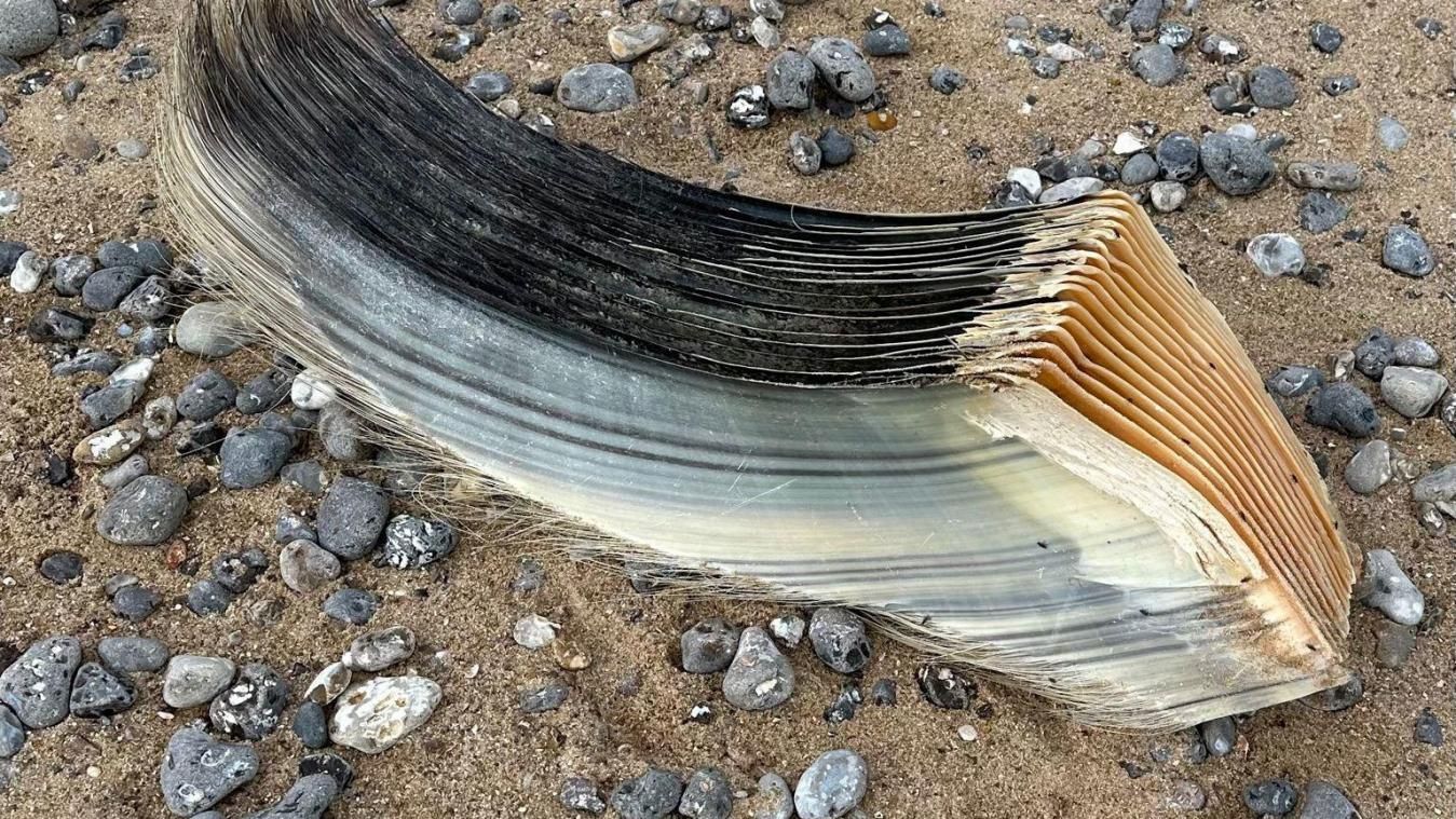 Le cadavre de la baleine échouée " explose " sur l’estran entre Veules-les-Roses et Saint-Valery-en-Caux