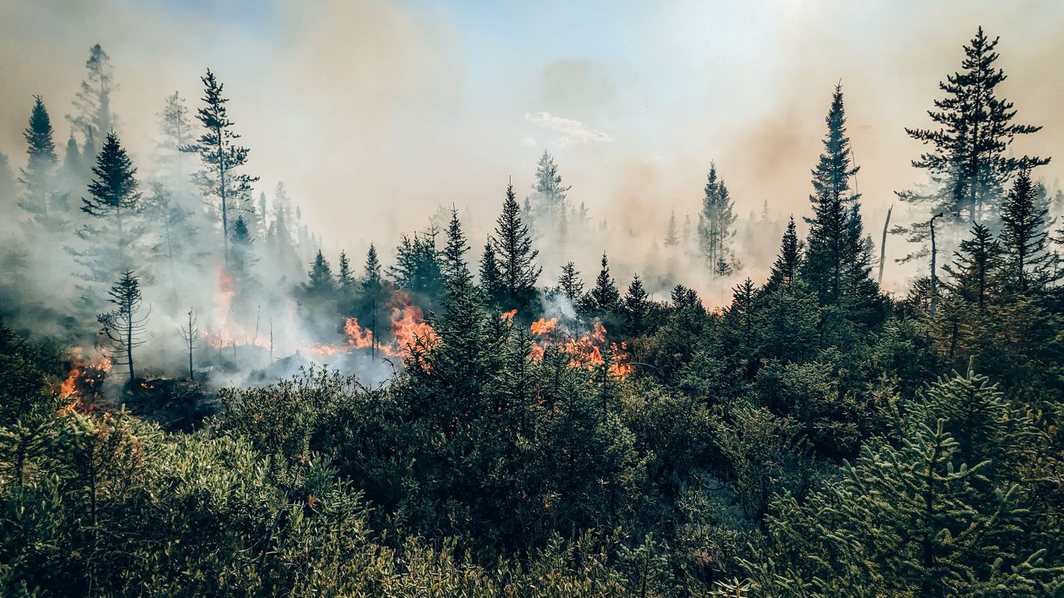 Incendies au Canada : les feux de forêts ont généré un record d'émissions de carbone, selon l'observatoire Copernicus