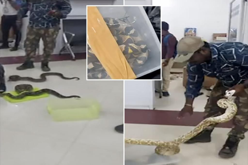 Customs officials discover 22 snakes in airline passenger's baggage