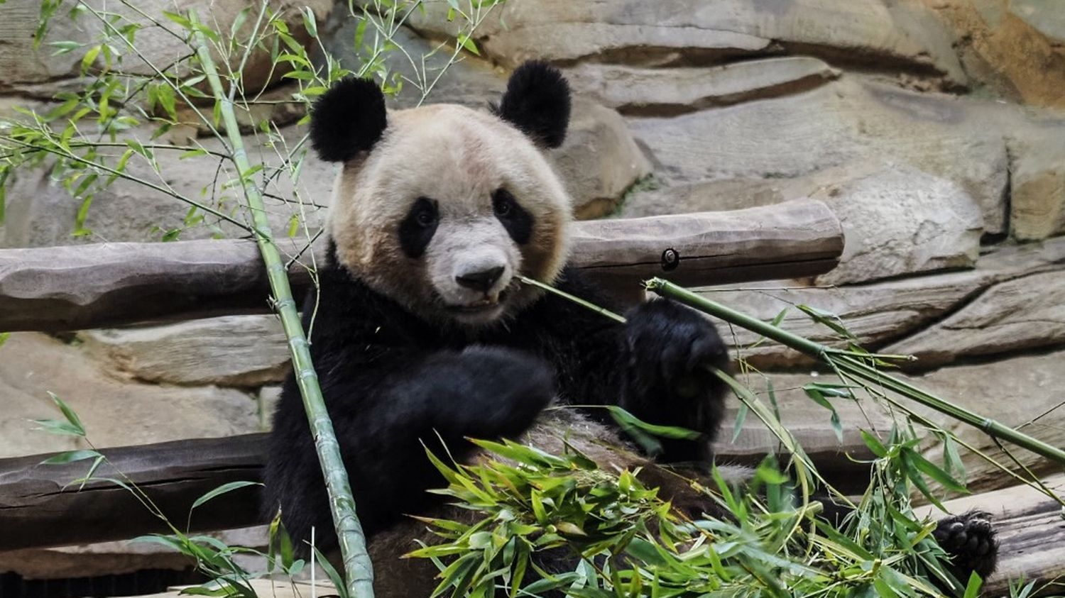 Le premier panda né en France sera transféré en Chine en juillet