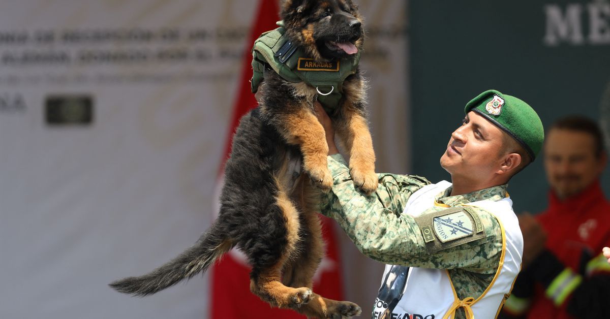 Turkey gifts Mexico adorable pup after a rescue dog was lost on quake duty