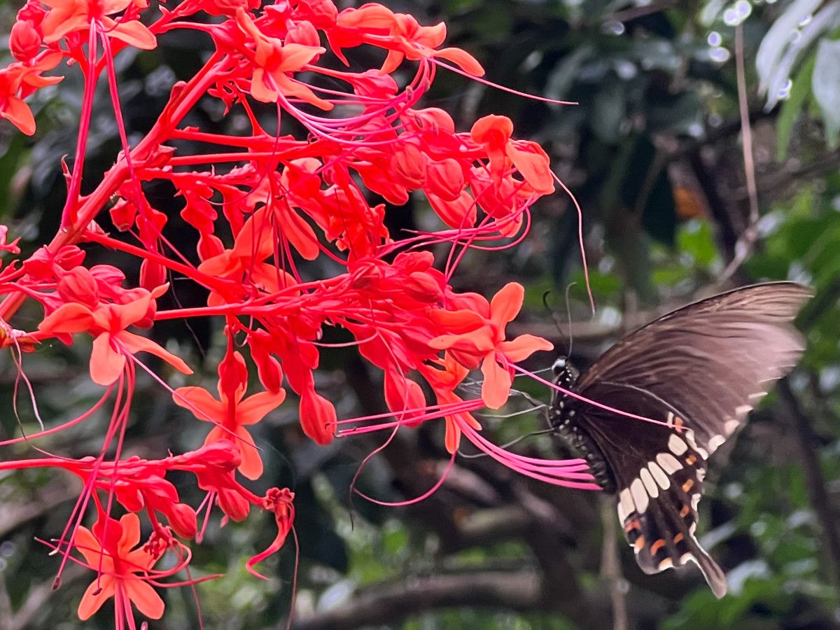 大埔鳳園影蝴蝶賞花卉 假日好去處｜昇哥打卡