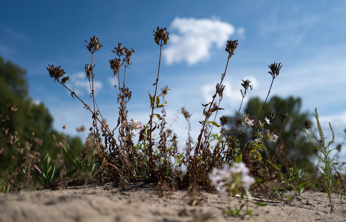 La France doit se préparer à +4°C, au-dessus de la moyenne mondiale