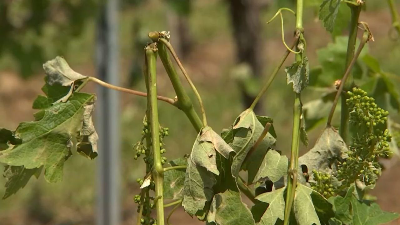 VIDÉO - "C'est le travail d'une année" : la grêle ravage un vignoble de Gironde