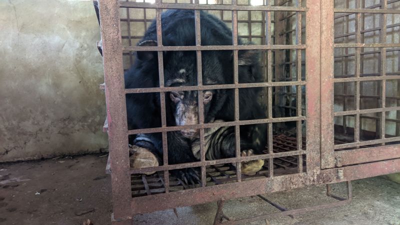 Caged and cut open for bile: The fight to free Asia's farmed bears