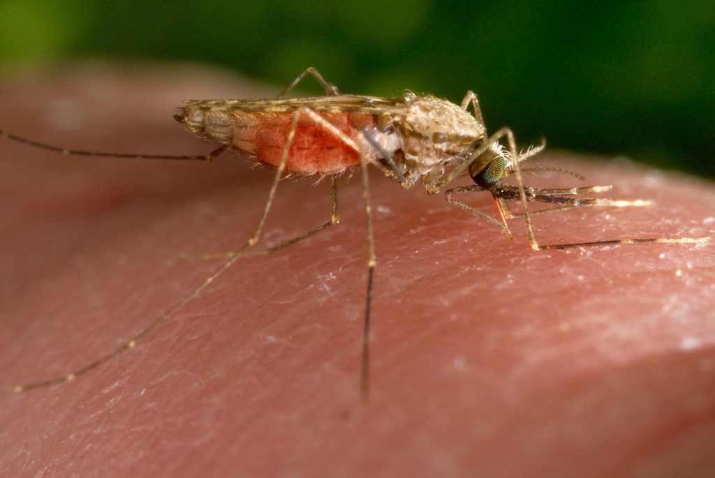 First cases of malaria transmitted in U.S. in decades prompt concerns