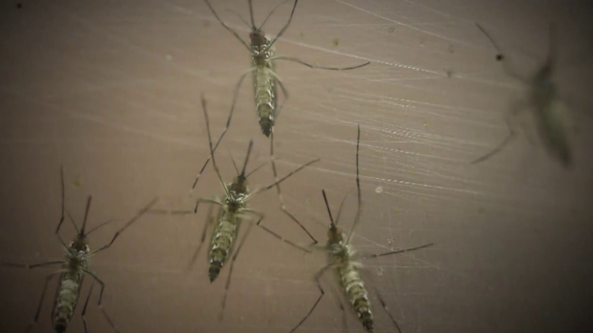 Mosquito bite protection tips due to malaria in Sarasota County