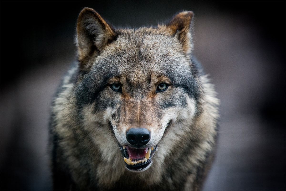 Suite aux estimations délirantes de l'OFB sur le nombre de loups, éleveurs et chasseurs claquent la porte du Groupe National Loup