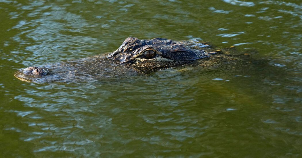 Alligator Kills 69-Year-Old Woman in South Carolina