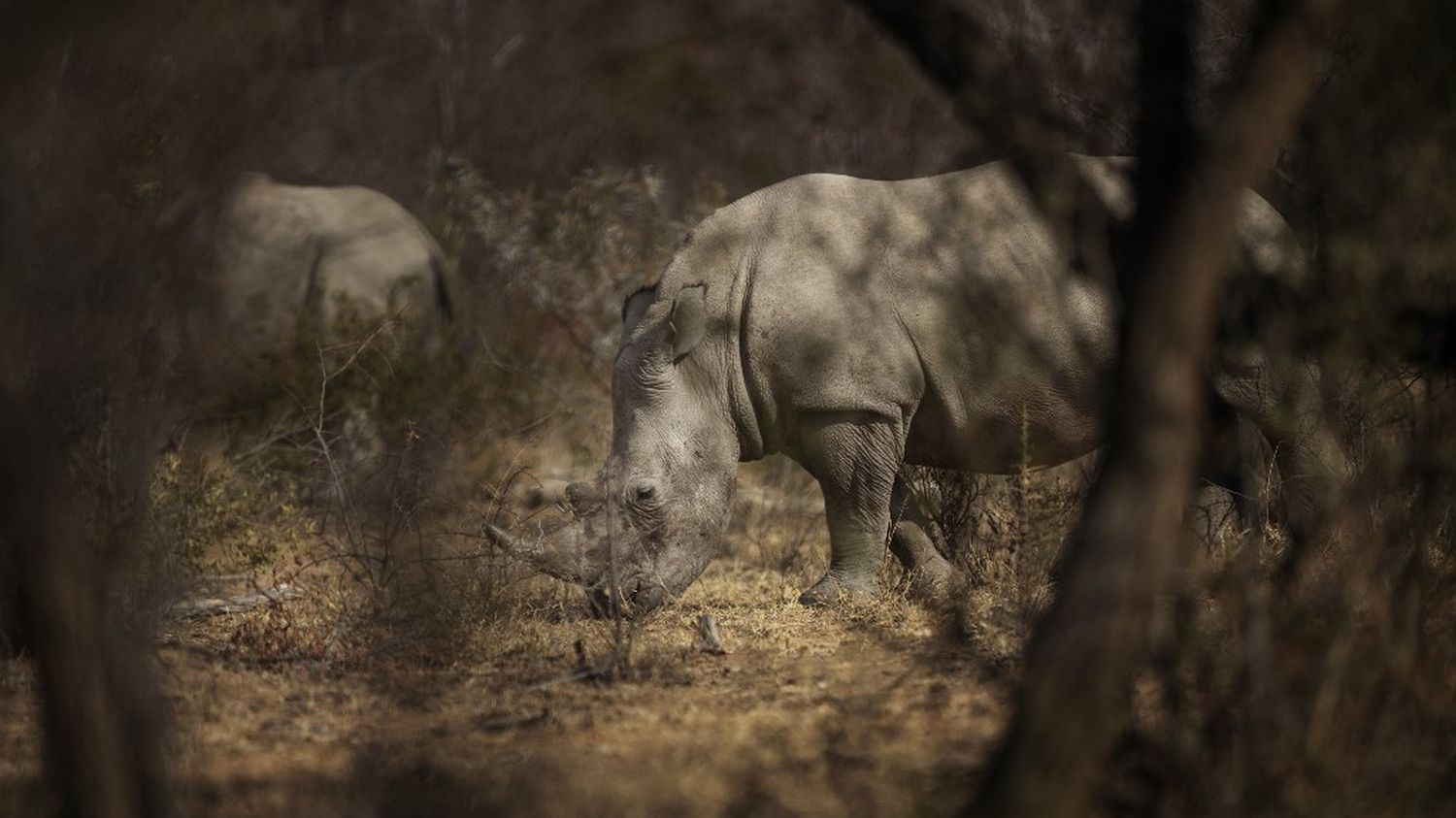 Afrique du Sud : le plus grand élevage mondial de rhinocéros sauvé par une ONG