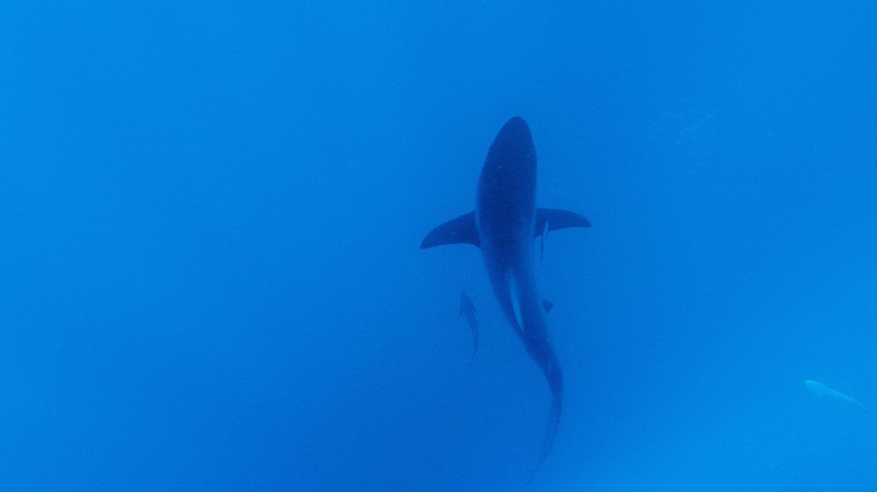 Woman dies in shark attack at Mexican beach resort