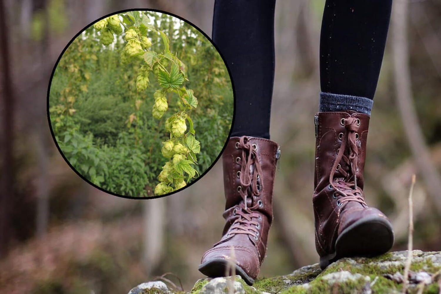 Elles poussent dans les jardins et dans les forêts - nous les piétinons alors qu'elles valent près de 1000 euros