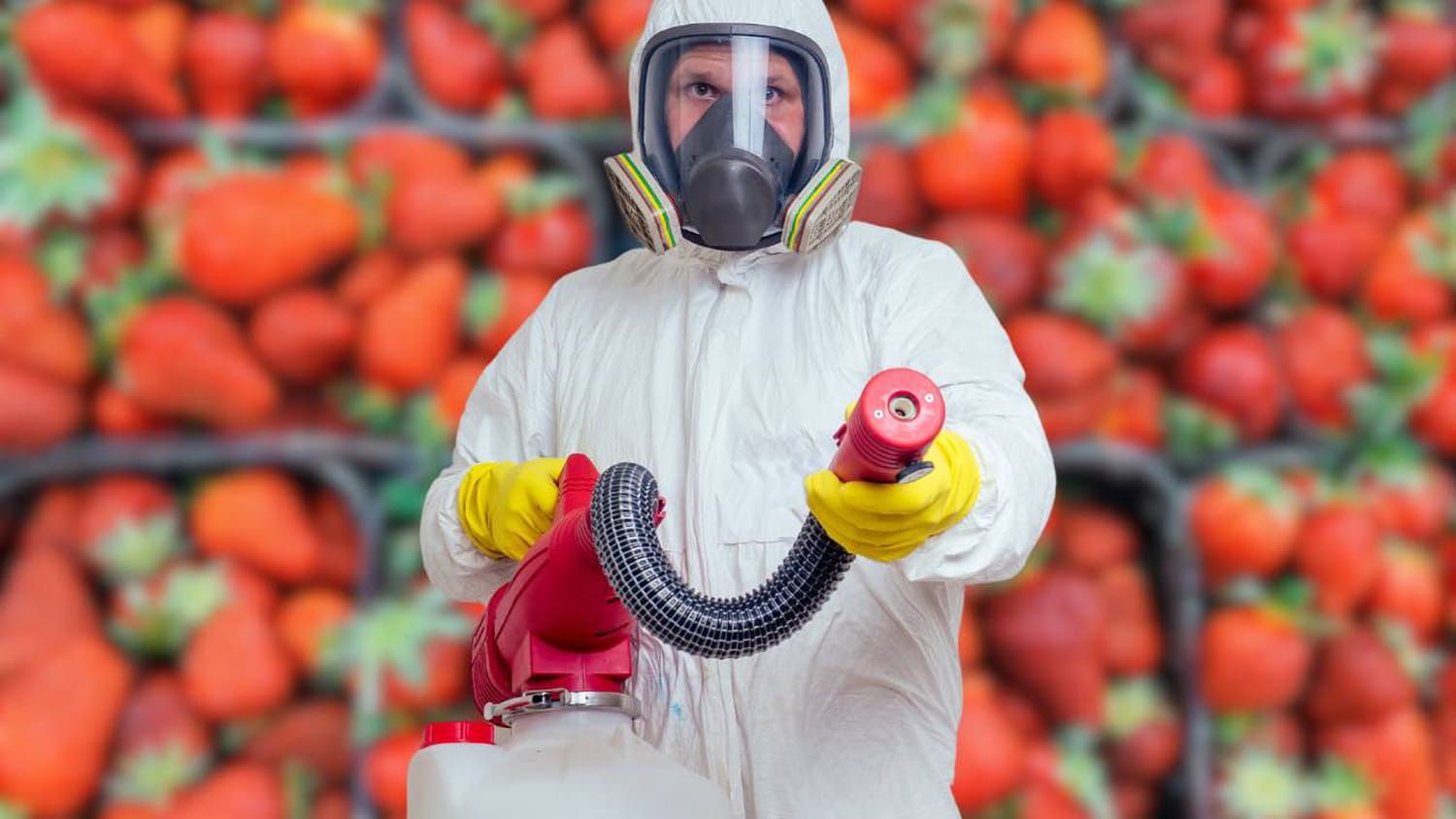 Si les fraises viennent de là, ne les achetez pas, vous mangez des pesticides à la pelle