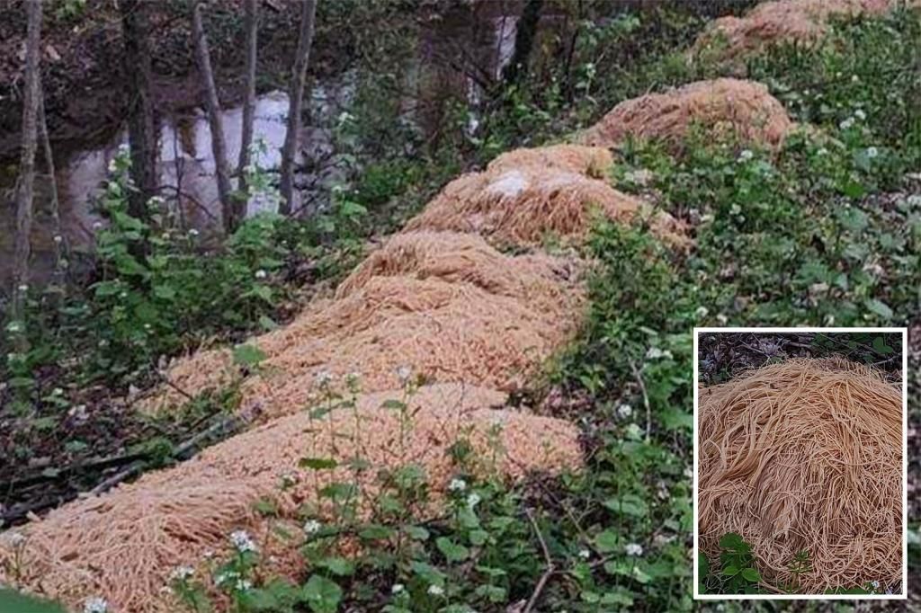 Neighbor knows who dumped pounds of pasta in Old Town, NJ