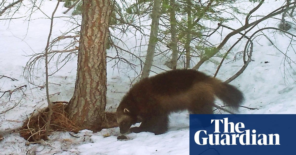 Wolverine spotted for the second time ever in California in the last 100 years