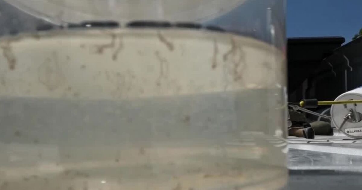 Why it’s a big year for Utah mosquitoes