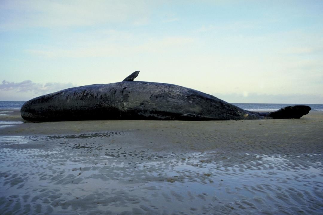 Scientist Probes Cause of Whale's Death, Finds a Weird Treasure