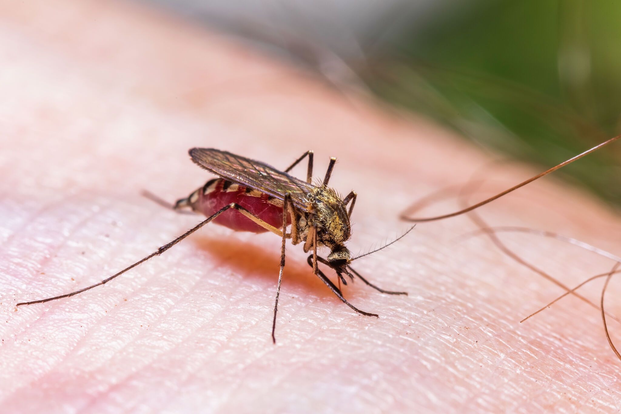 Intense heat is taking a toll on Houston mosquitos, study says