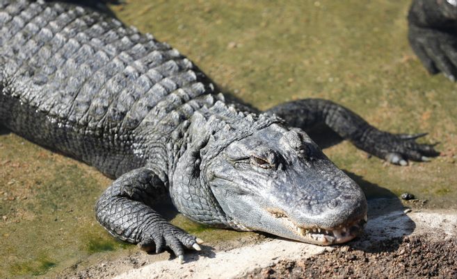 Une sexagénaire tuée par un alligator alors qu'elle promenait son chien