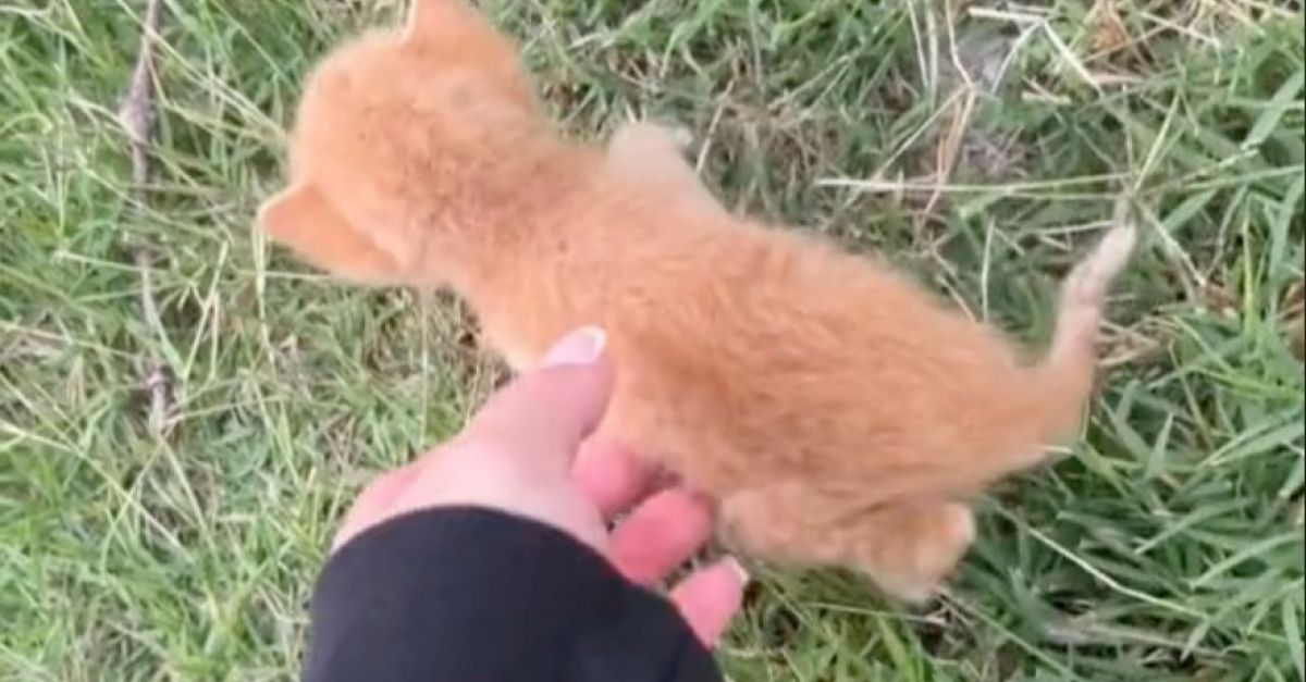 De retour de vacances, une famille tombe sous le charme d'un chaton mal en point sur le bord de la route (vidéo)