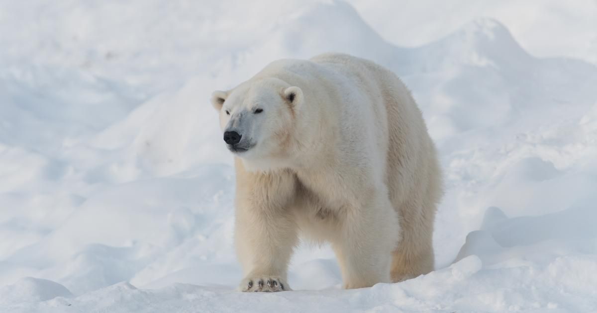 Canada : un homme se bat avec un ours polaire pour défendre sa femme