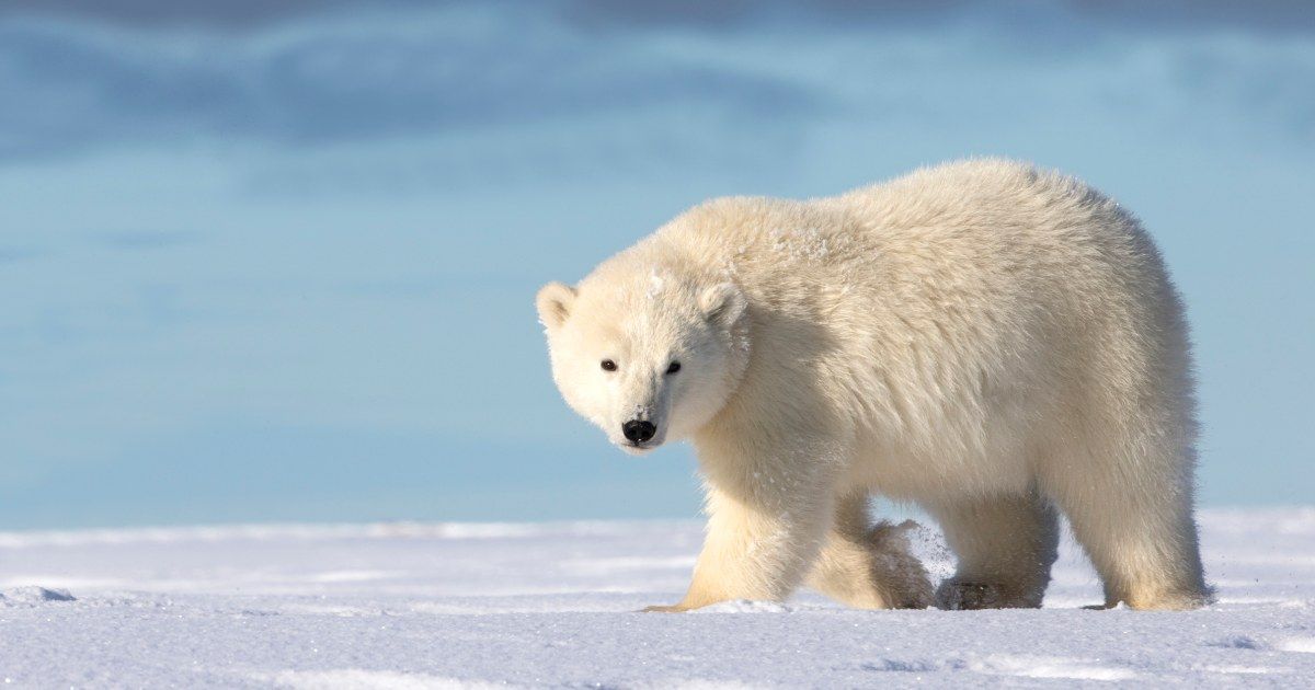 Man 'leapt' onto polar bear to protect wife during rare attack in Canada