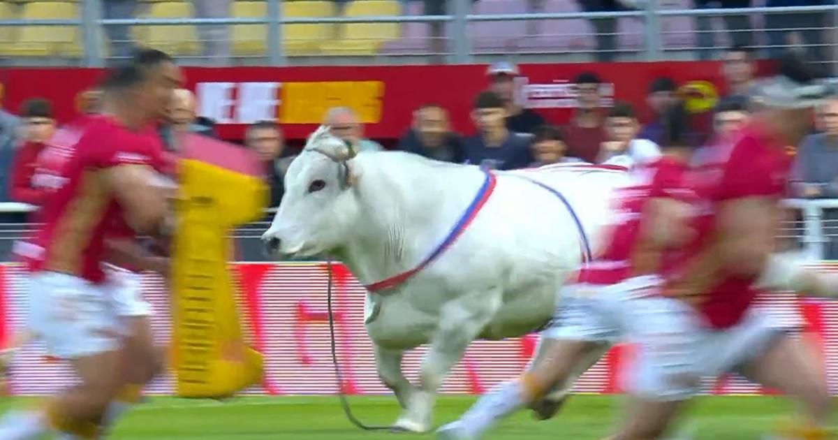 Un taureau fonce sur les joueurs en plein échauffement d'un match de rugby à XIII