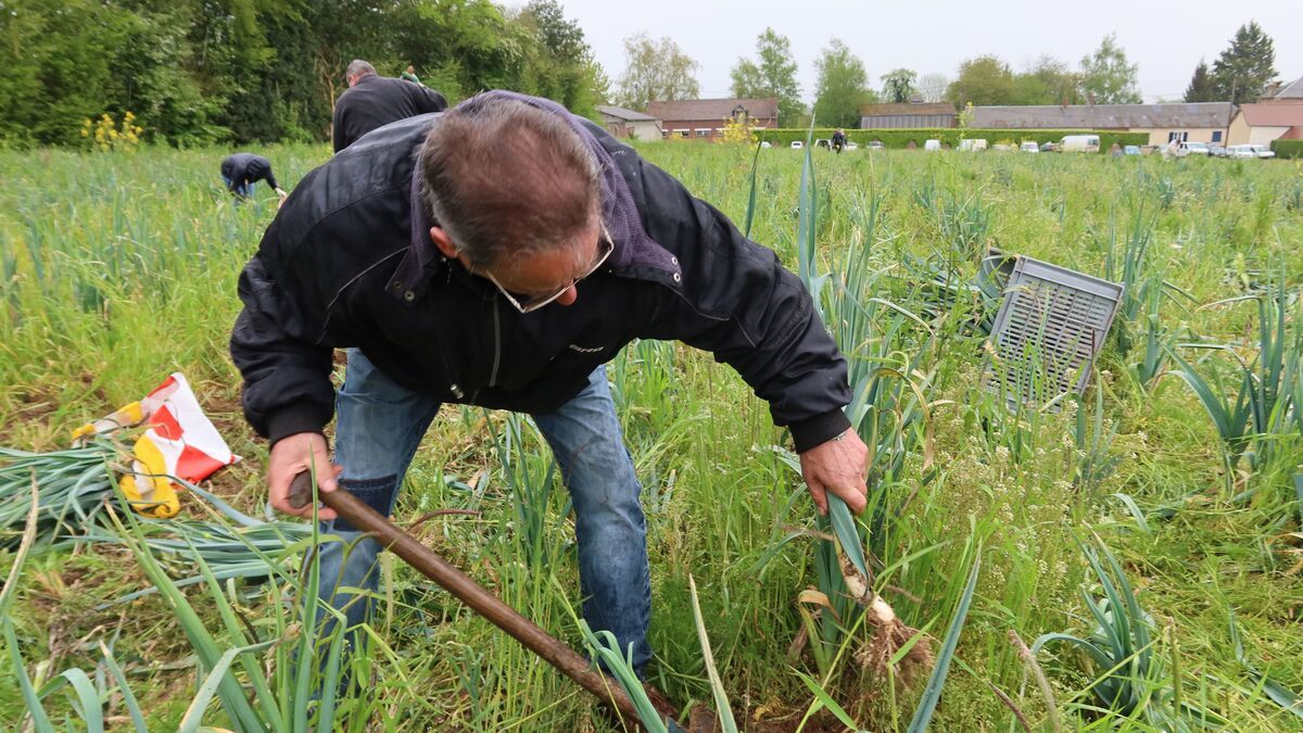 " Des poireaux gratuits, ça n’arrive pas tous les jours " : face à la crise du bio, un agriculteur donne sa récolte