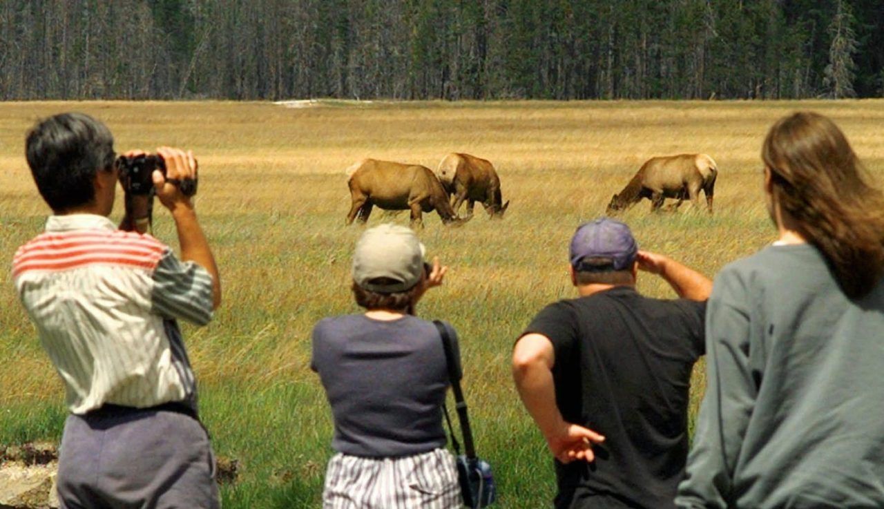 Yellowstone visitors put elk calf in their car, investigation underway: rangers