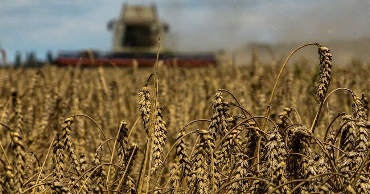 EU extends restrictions on Ukrainian grain imports