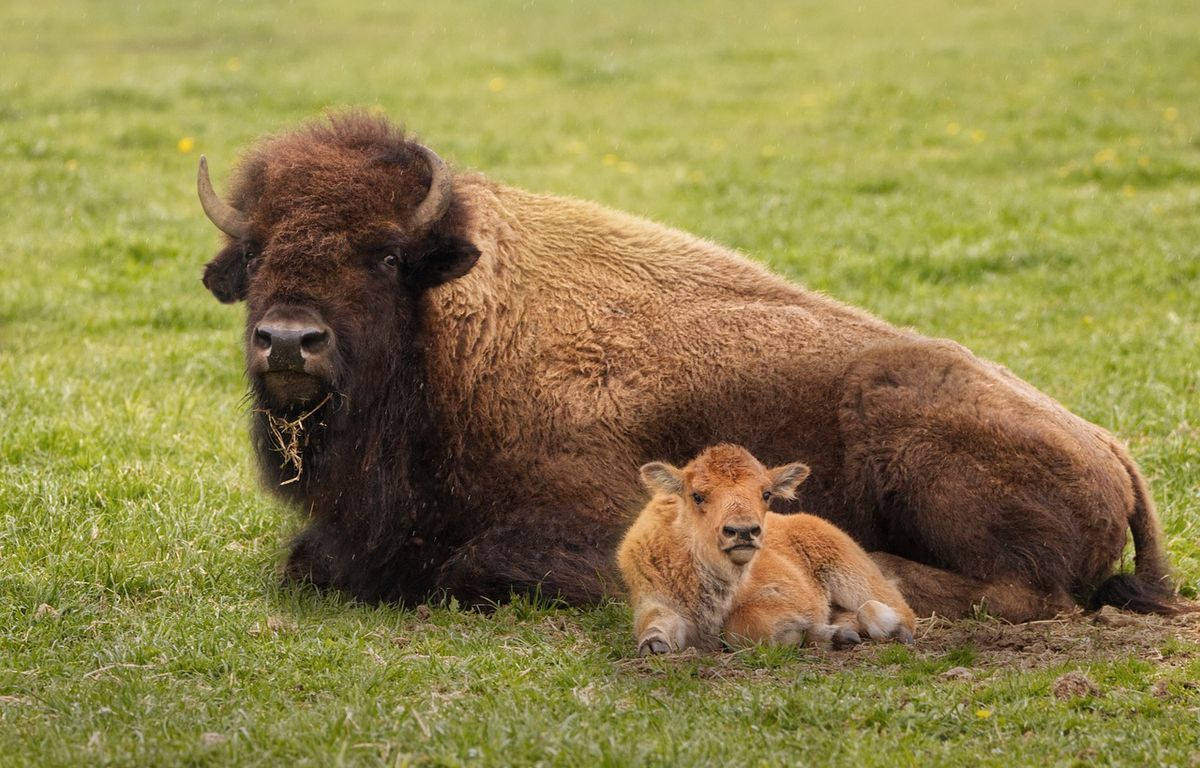 Etats-Unis : Un bébé bison a dû être euthanasié après avoir été touché par un touriste