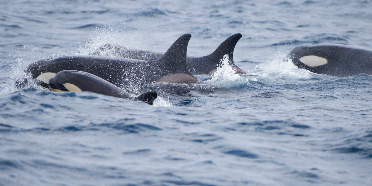 Orcas Threw Yacht Around 'Like a Rag Doll,' Both Rudders Ripped Off