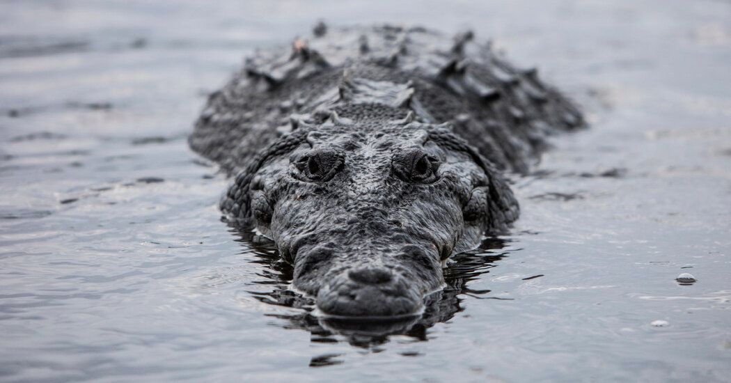 Scientists Discover a Virgin Birth in a Crocodile