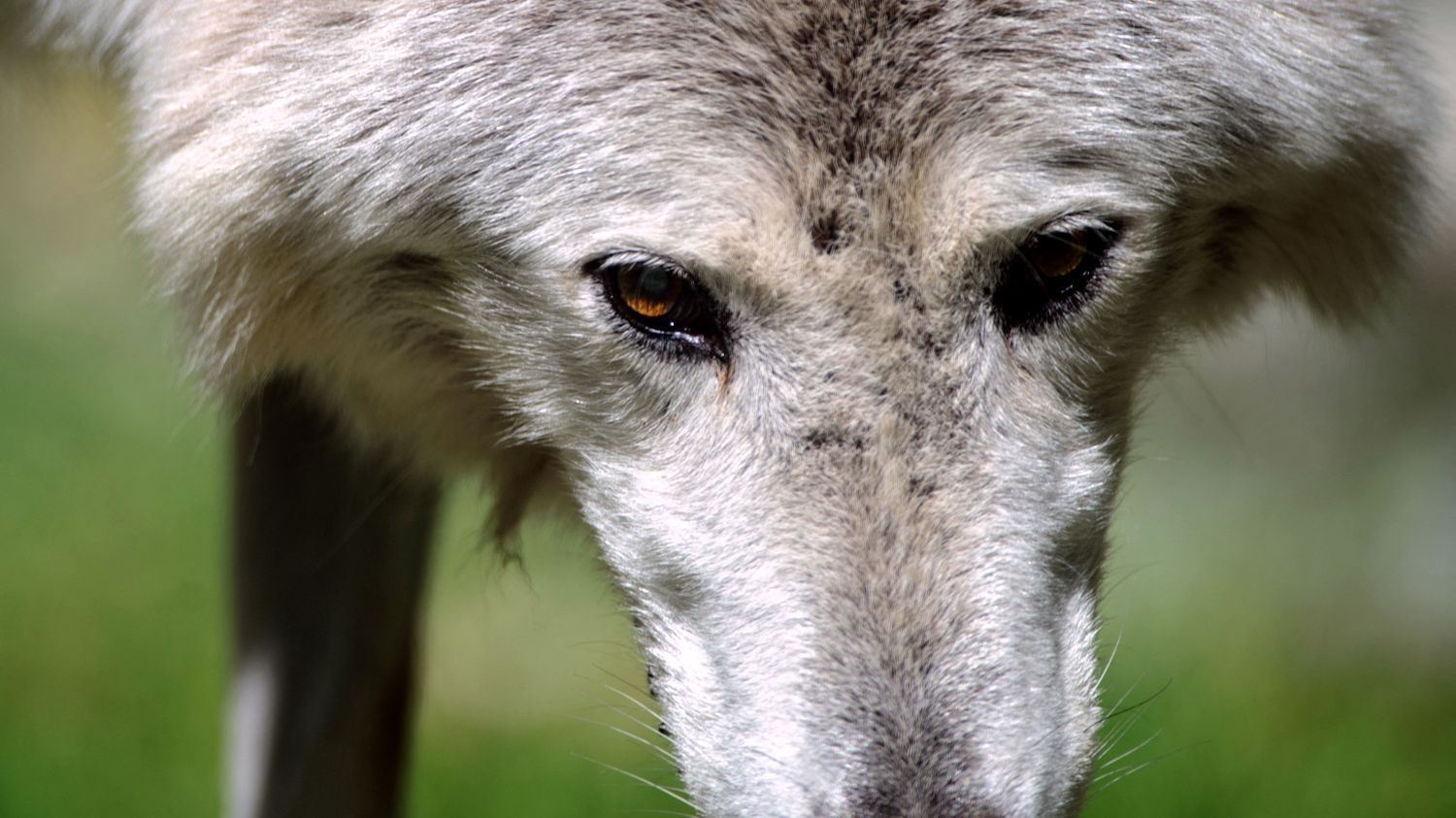 Biodiversité : combien y a-t-il de loups en France ?