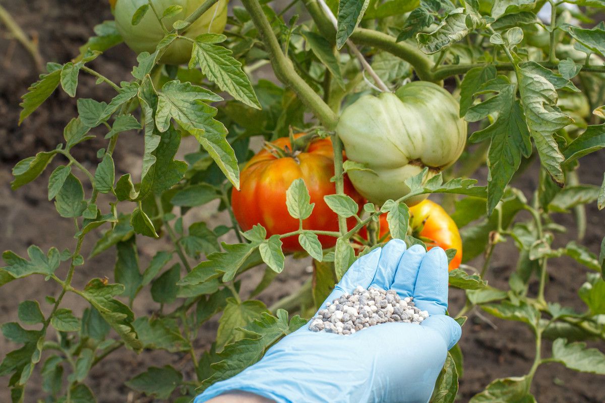 Quand faut-il réellement mettre de l'engrais sur les tomates ? (Gare à cette erreur de débutant)