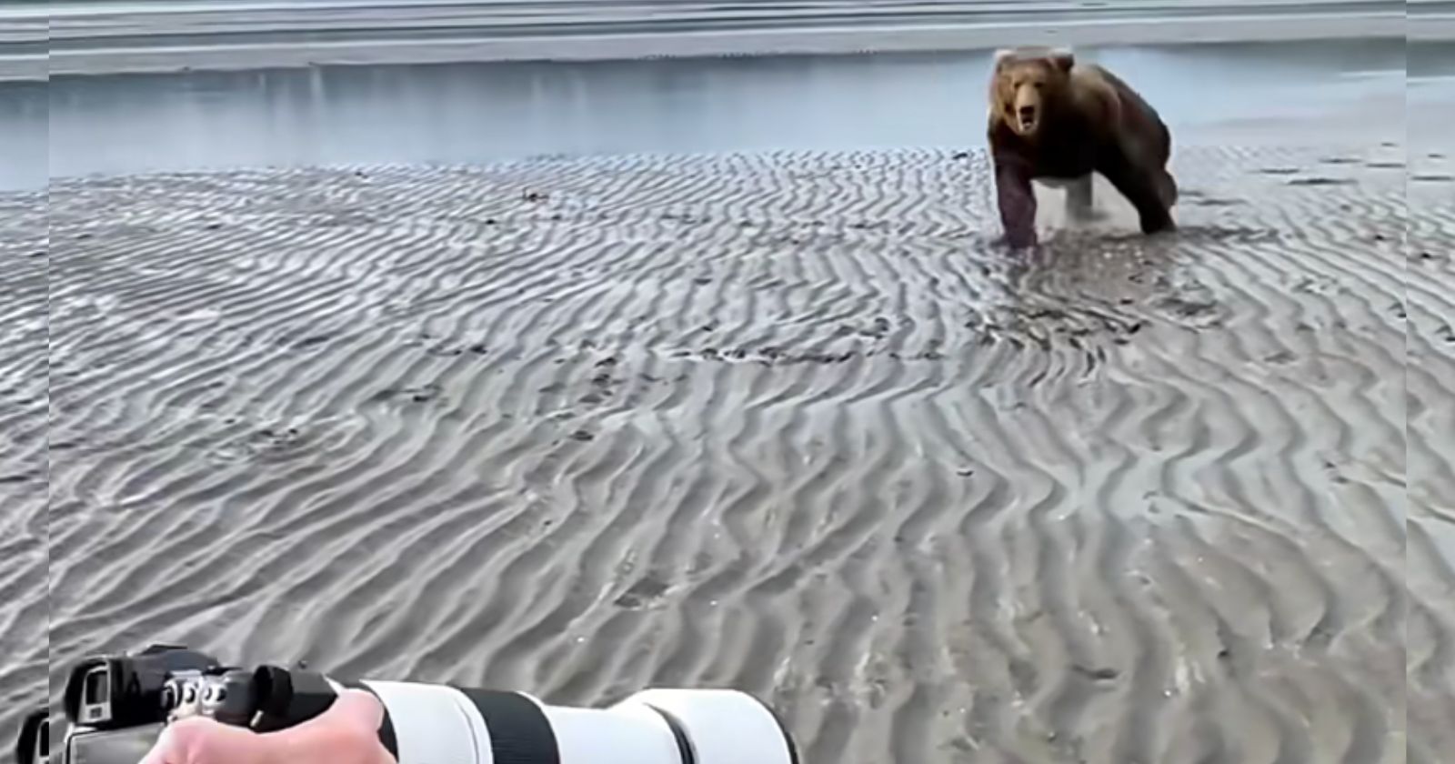 VIDÉO. Attaqué par un ours, ce photographe a eu LE bon réflexe. Des images spectaculaires.